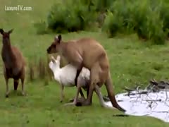 The intercourse between brown and white kangaroos was lovely.